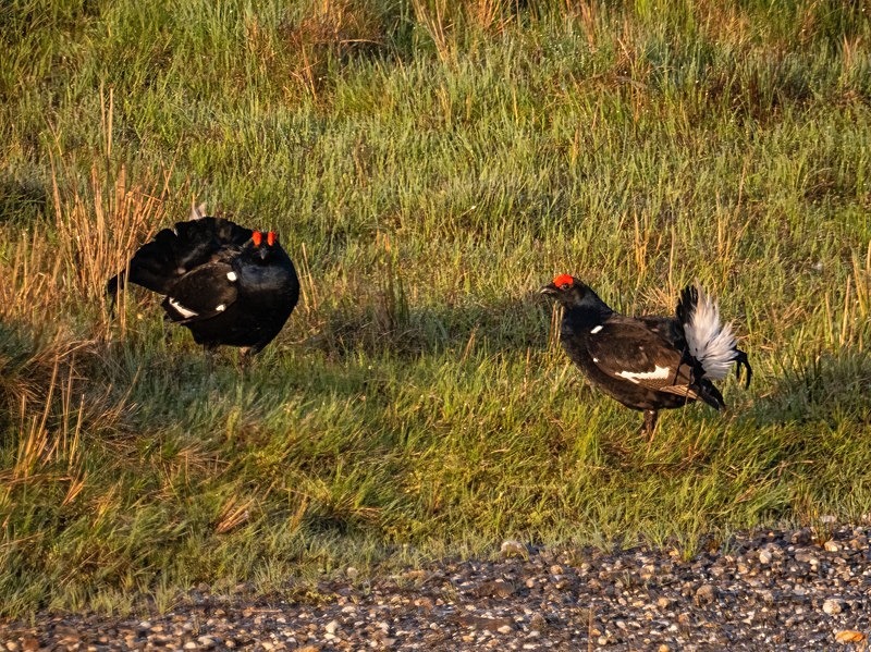 Black Grouse - Game birds