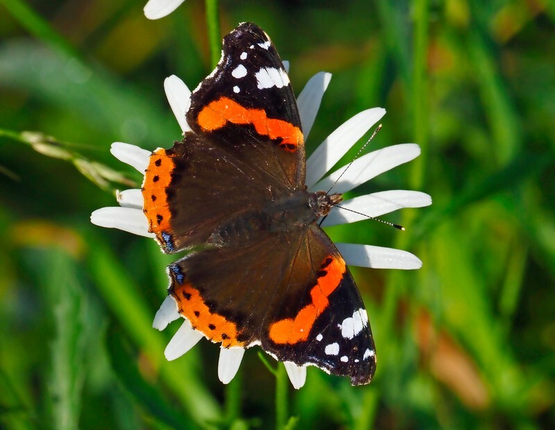 Red Admiral - Butterflies