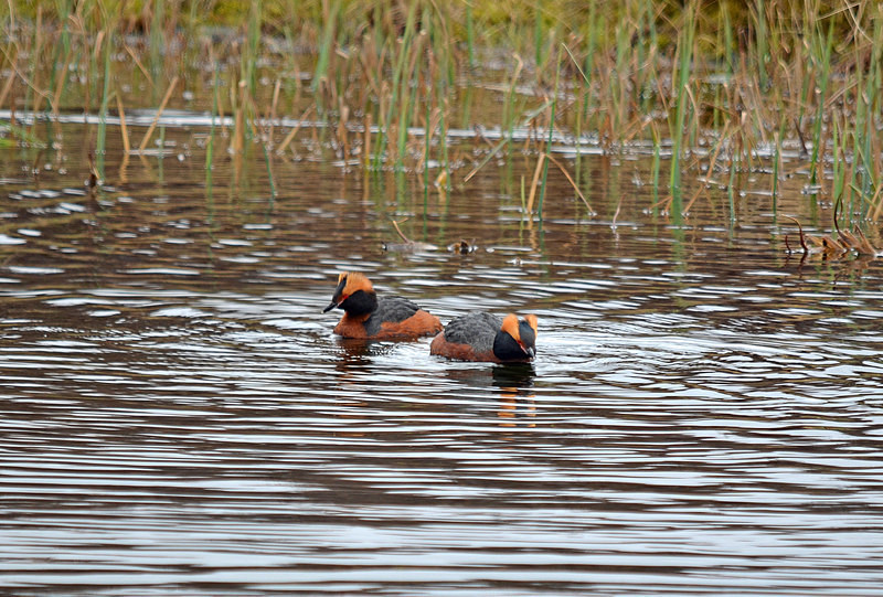 Slavonian Grebes - North east Iceland