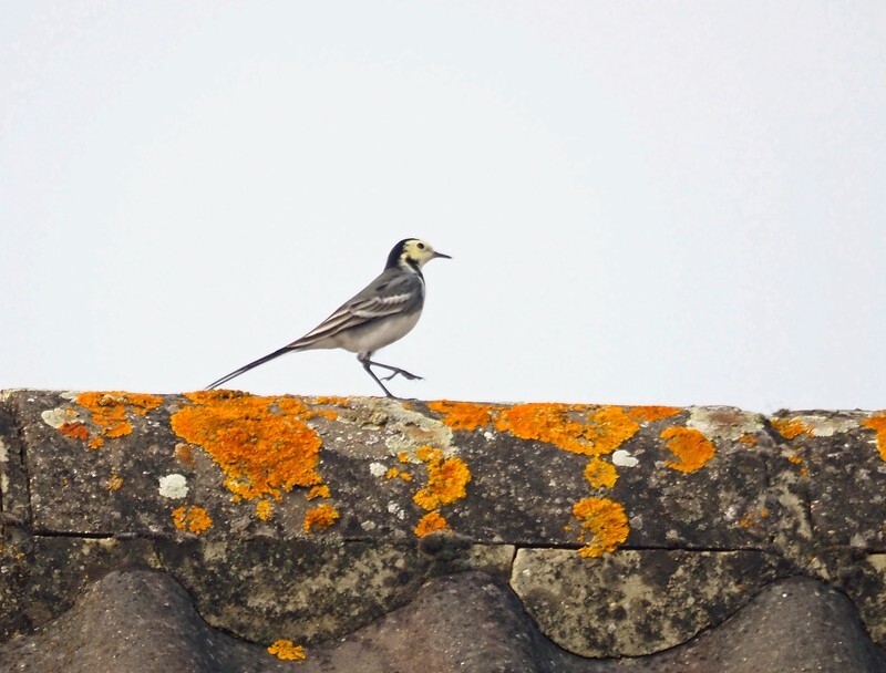 Pied Wagtail - Wagtails