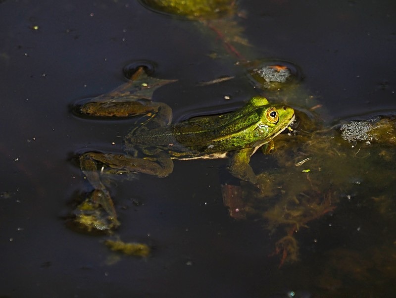 Edible Frog - Frogs and toads