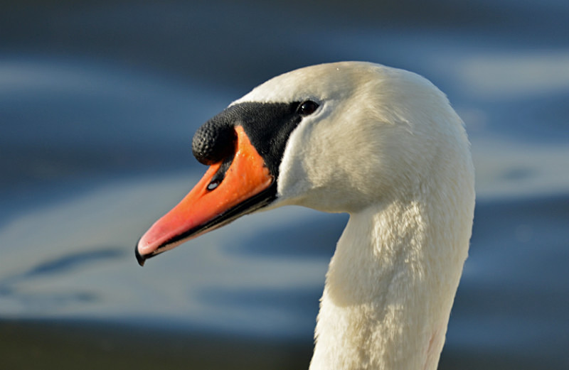 Mute Swan - Mute Swans