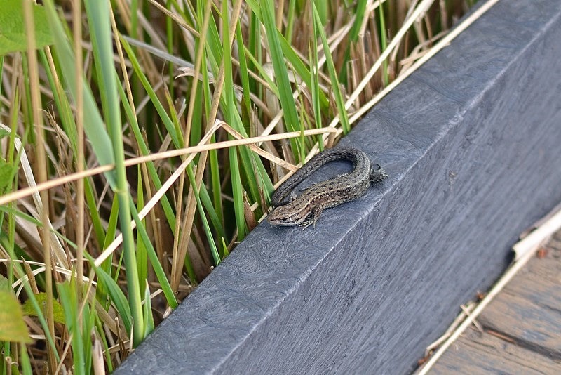 Common Lizard - Lizards