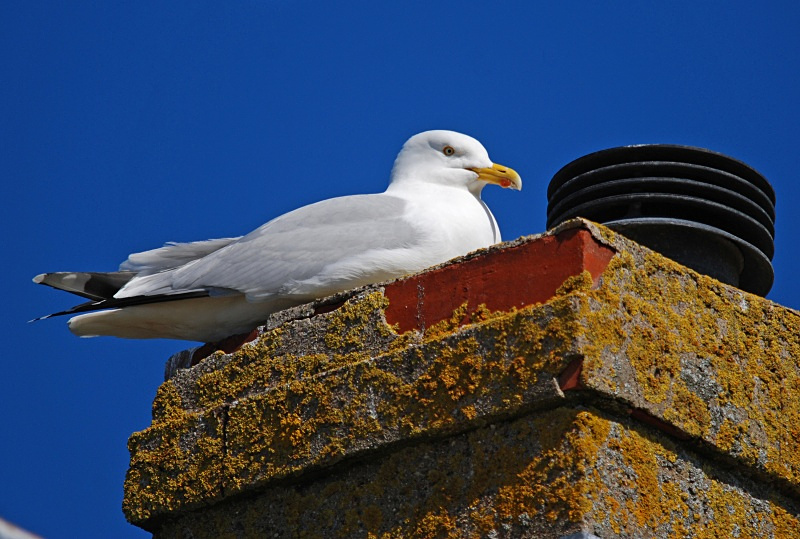 Herring Gull - Gulls