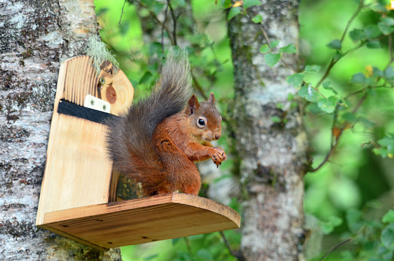 Red Squirrel - Red Squirrels