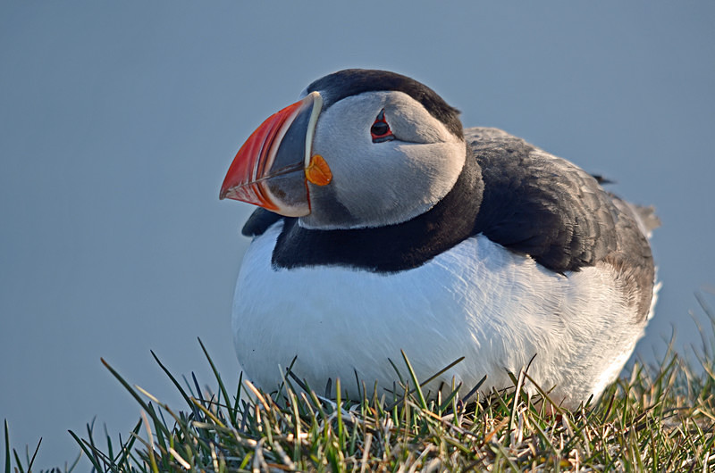 Puffin - Westfjords