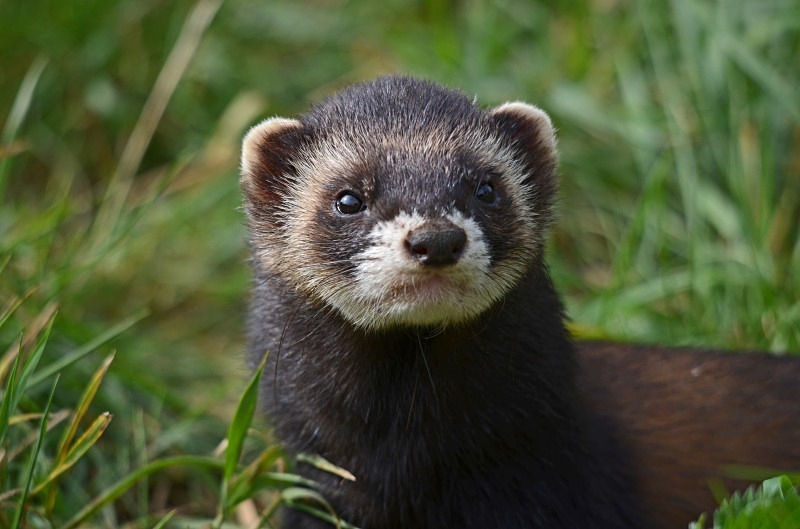 Polecat