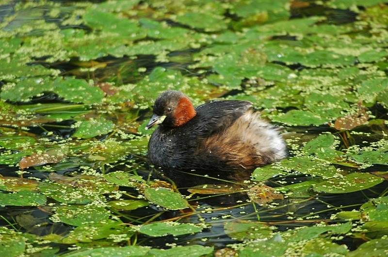 Little Grebe - Grebes