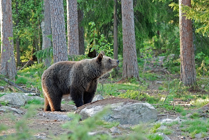 Brown Bear - North Finland and north Norway - May and June 2009