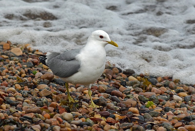 Common Gull - Gulls