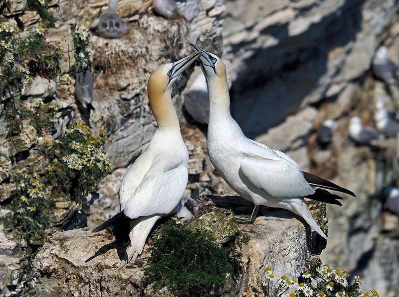 Gannet - Gannets