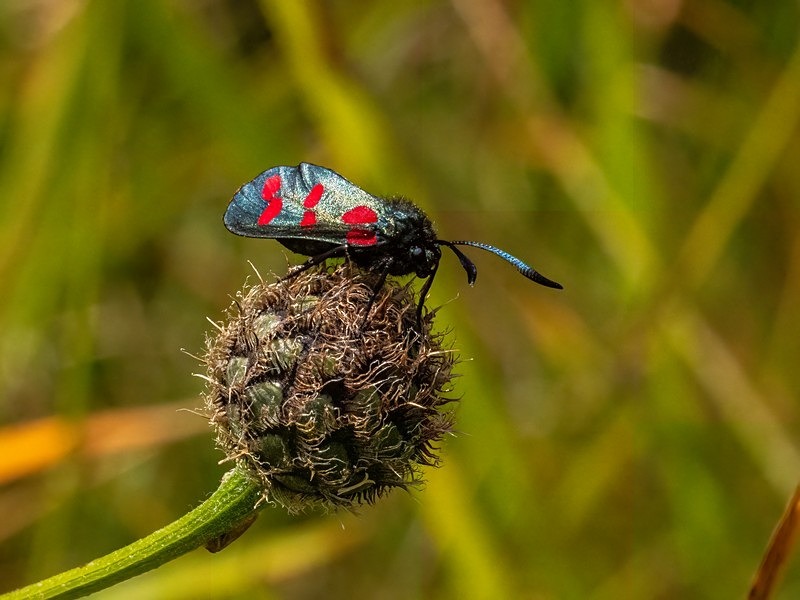 Six-Spot Burnet - Moths