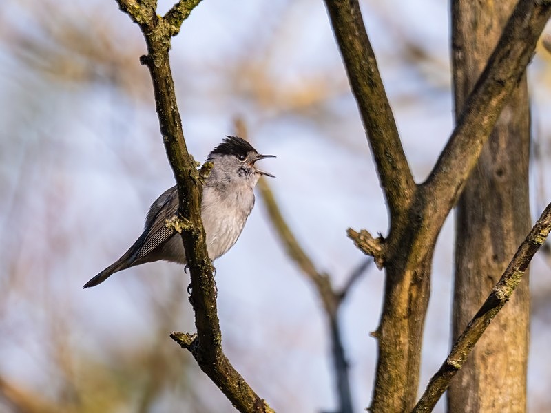 Blackcap - Warblers