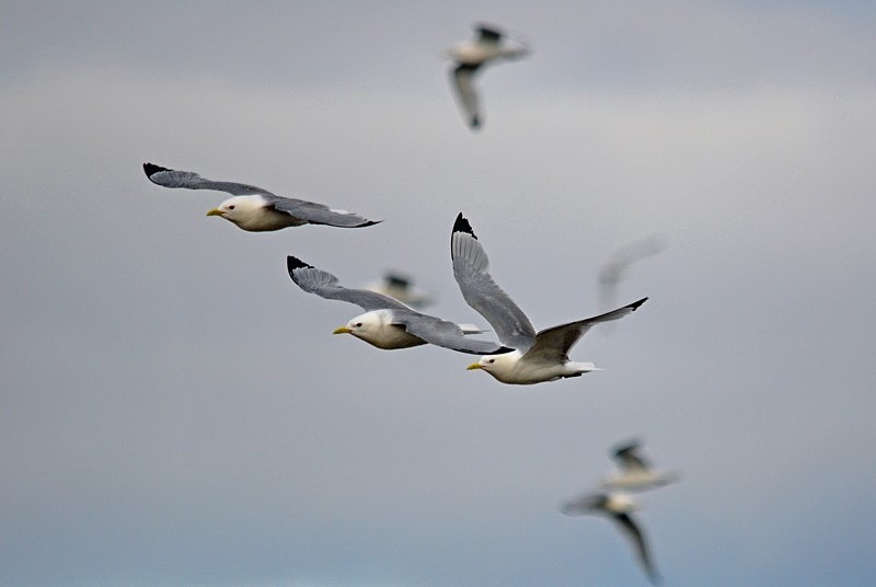 Kittiwakes - North Norway