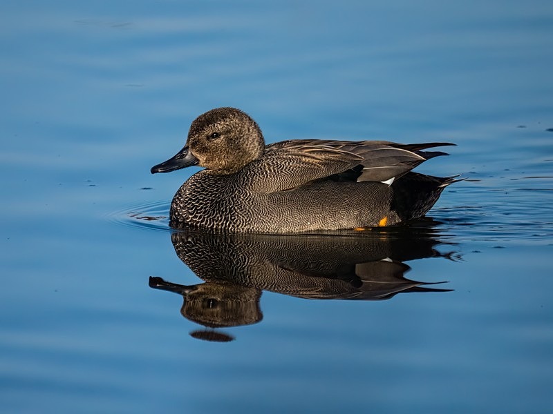 Gadwall - Dabbling ducks