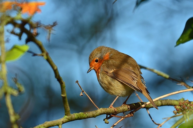 Robin - Robins