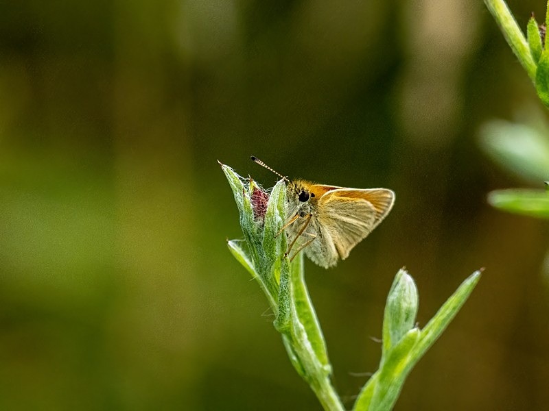 Essex Skipper - Butterflies