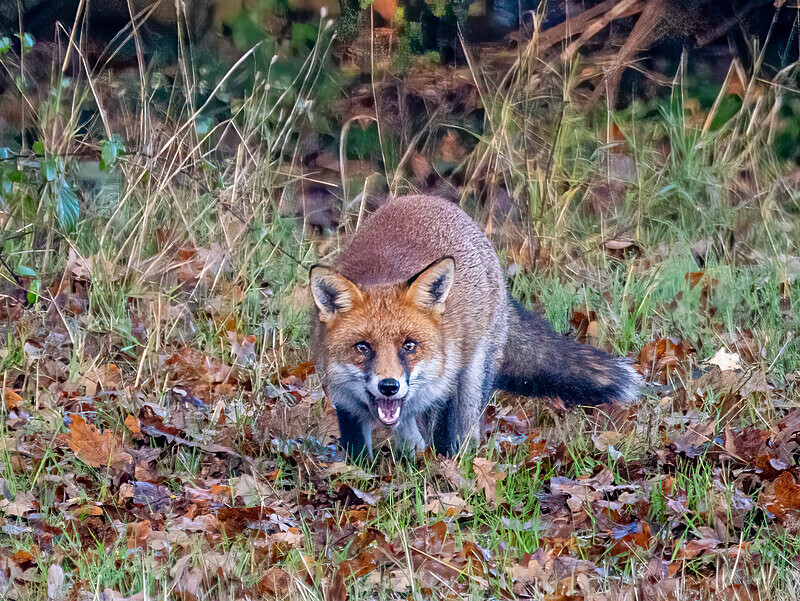 Red Fox - Latest photos
