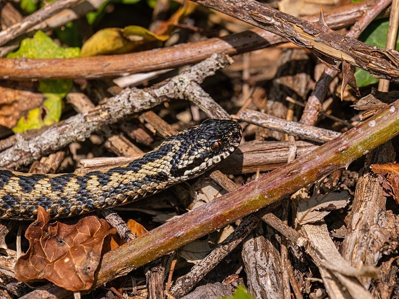 Adder - Snakes