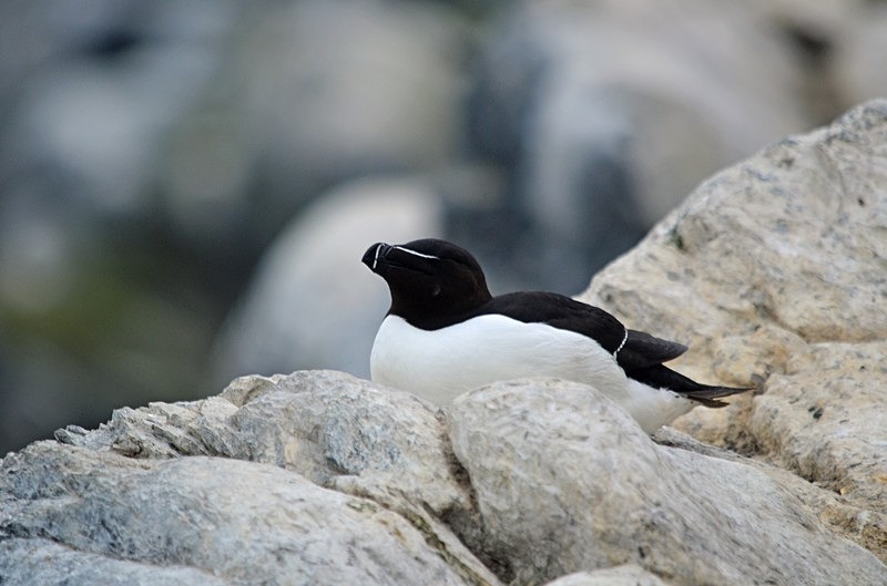 Razorbill - North Norway