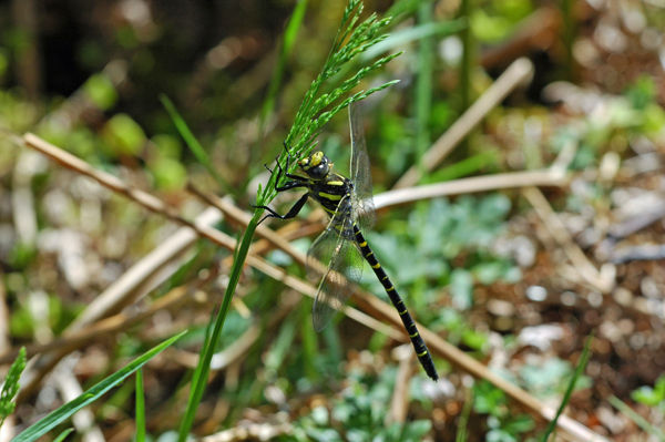 Golden-ringed Dragonfly - Dragonflies and damselflies
