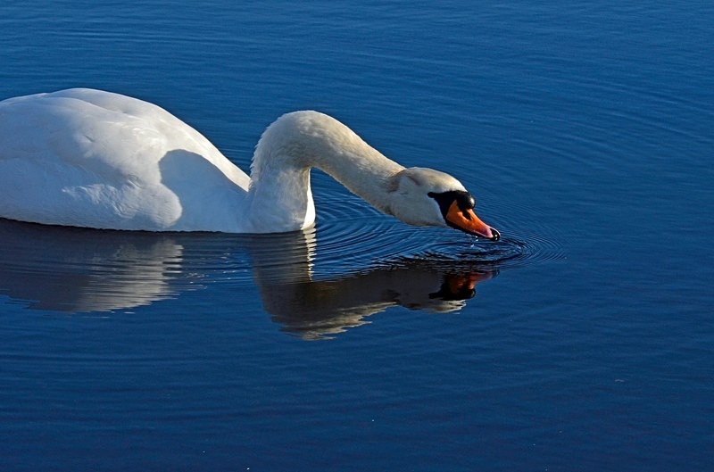 Mute Swan - Mute Swans