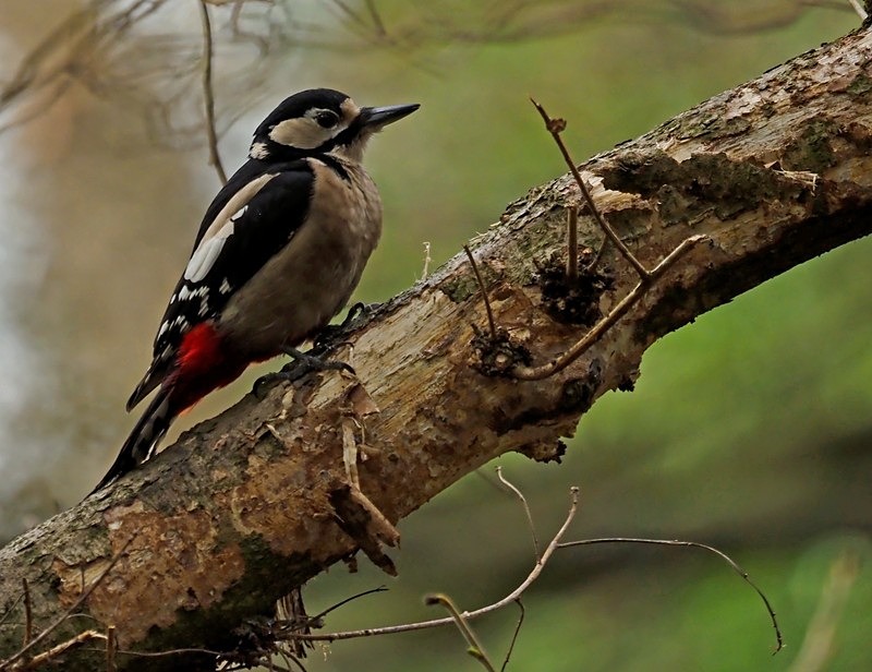 Great Spotted Woodpecker - Woodpeckers