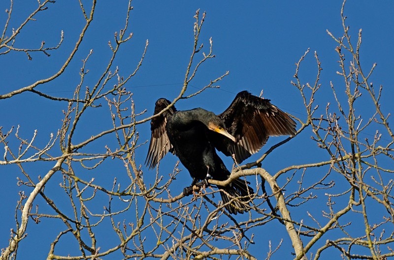 Cormorant - Cormorants and Shags
