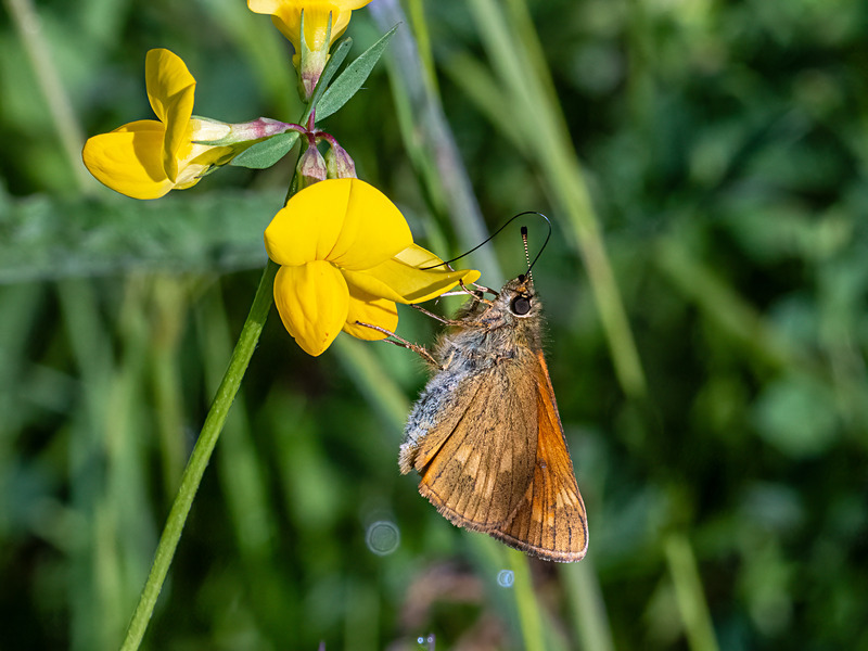 Large Skipper - Latest photos