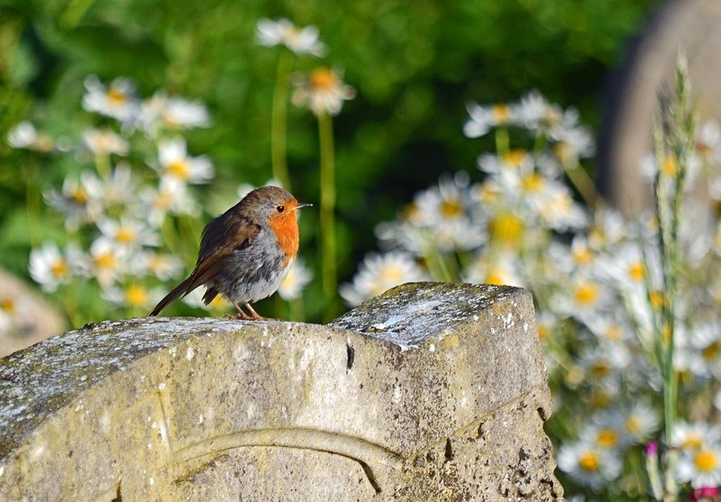 Robin - Robins