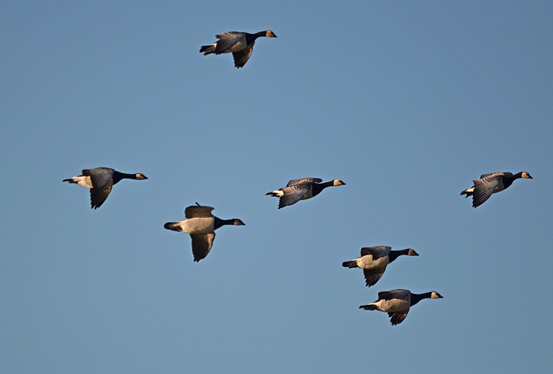 Barnacle Geese - Black geese