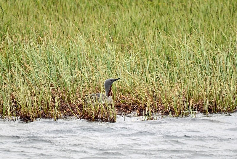 Red-throated Diver - North Norway