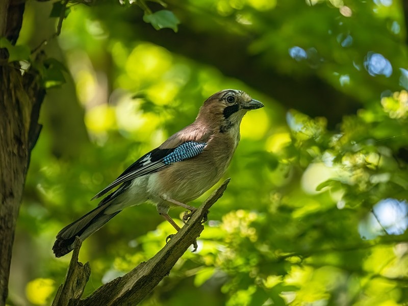 Jay - Crows