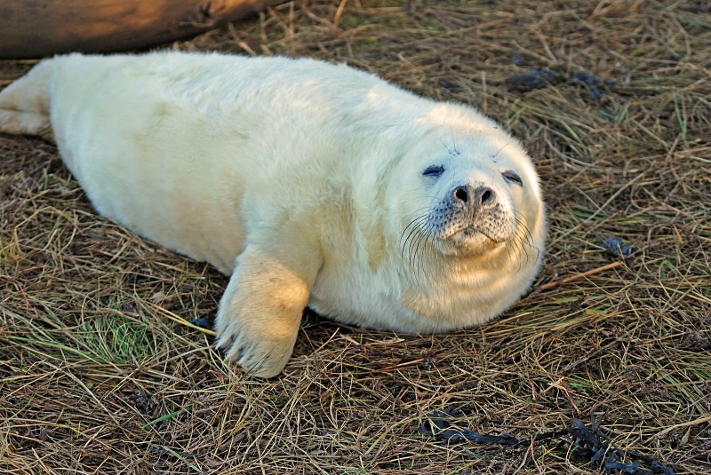 Atlantic Grey Seal - Atlantic Grey Seals