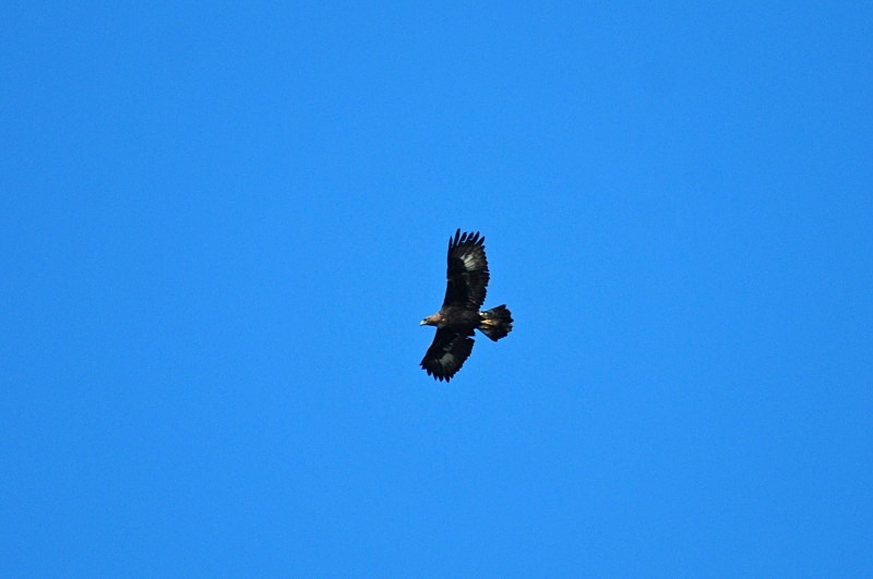 Golden Eagle - Birds of prey