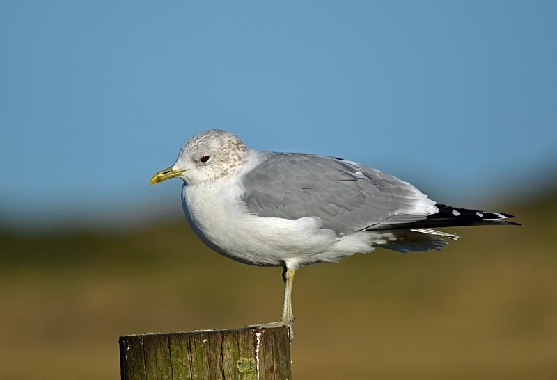 Common Gull - Gulls
