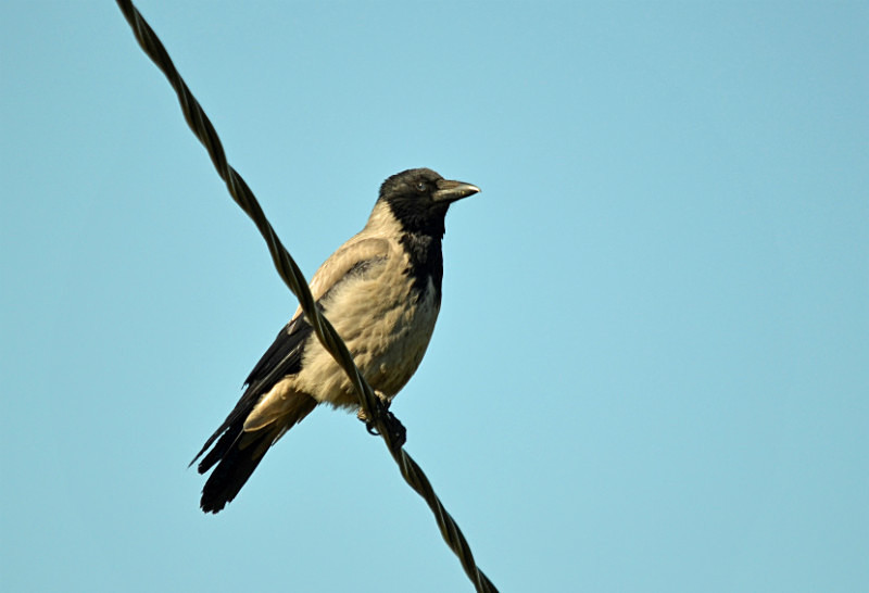 Hooded Crow - Estonia