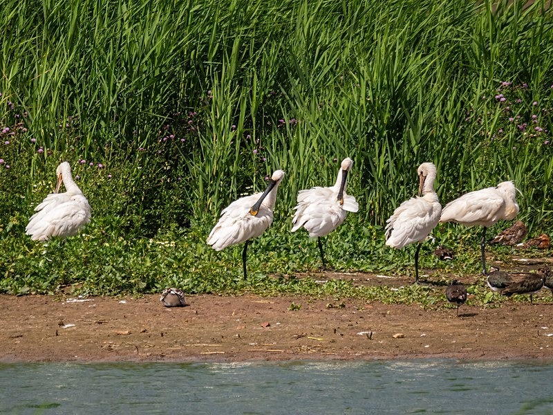 Spoonbills - Spoonbills
