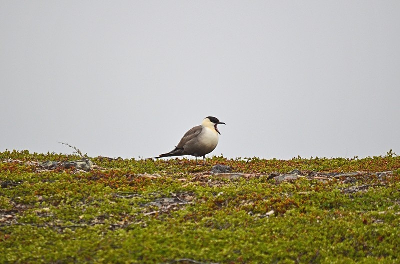 Long-tailed Skua - North Norway