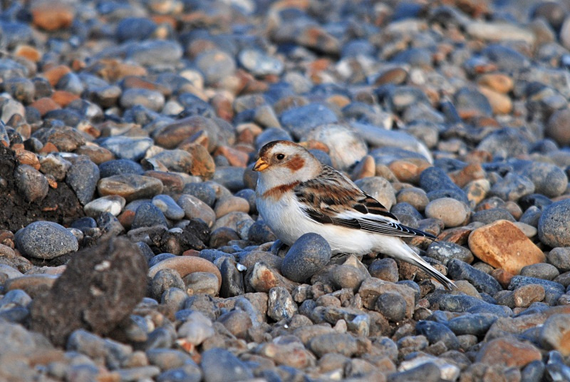 Snow Bunting - Buntings