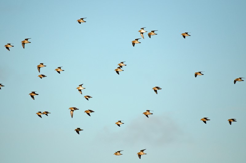 Golden Plovers - Plovers