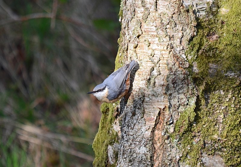 Nuthtach - Nuthatches