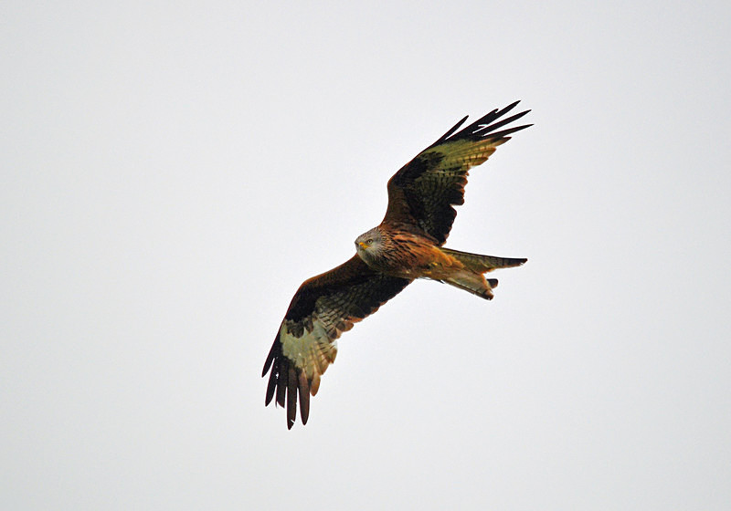 Red Kite - Birds of prey