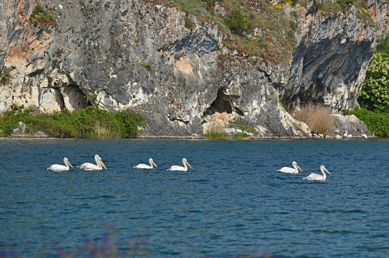 Dalmatian Pelicans - West Macedonia
