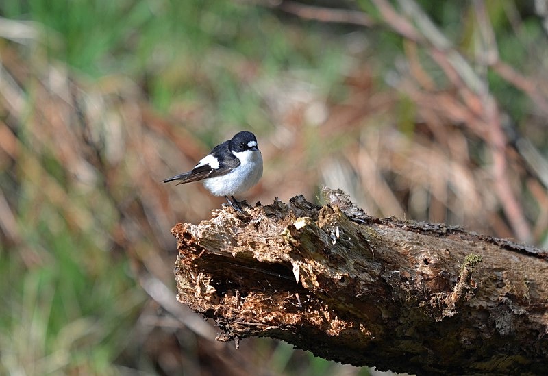 Pied Flycatcher - Flycatchers