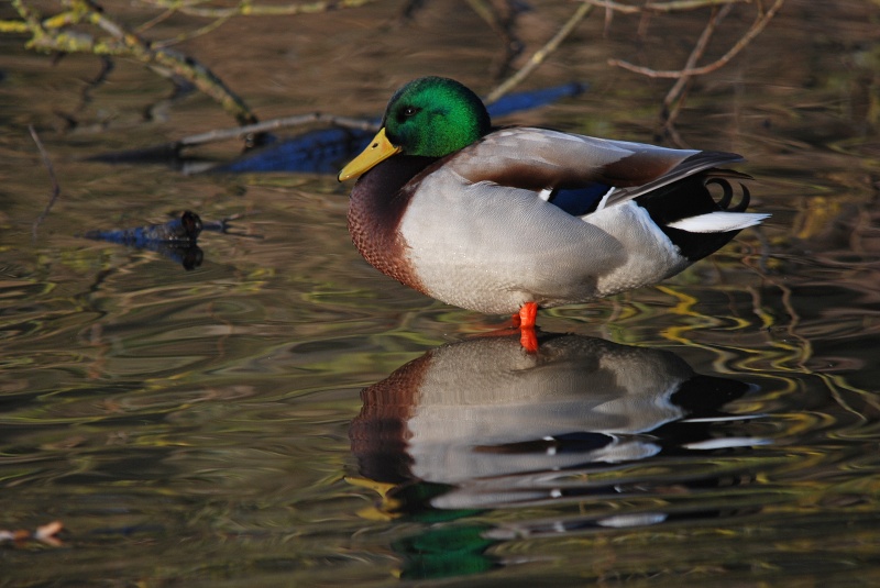 Mallard - Dabbling ducks
