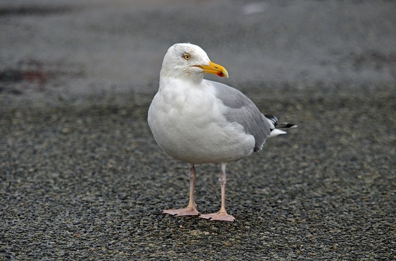 Herring Gull - Ireland - January and February 2020