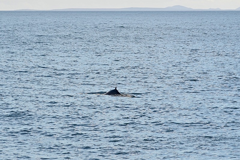 Minke Whale - Reykjavík and Reykjanes peninsula