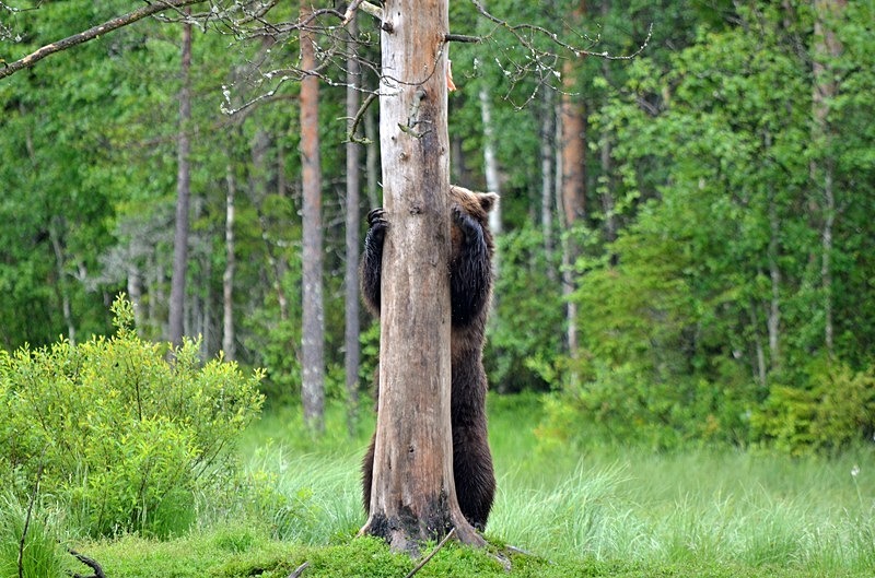 Brown Bear - North Finland - part 2