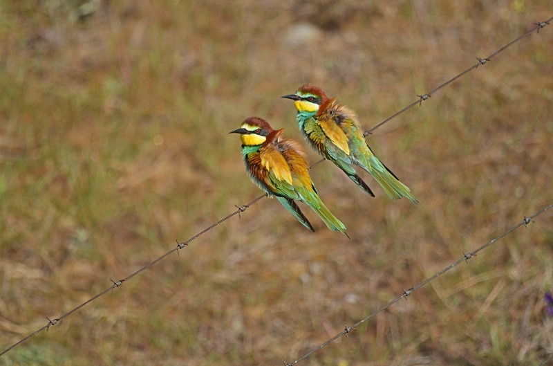 European Bee-eater - South and west Spain - April and May 2012